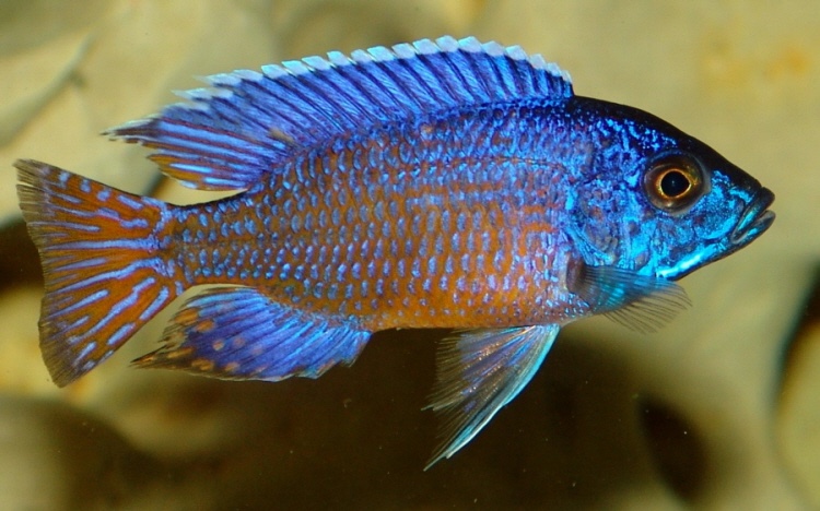 Aulonocara stuartgranti 'Ngara'